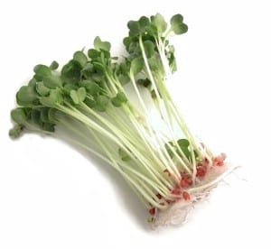 Alfalfa