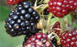 Blackberry