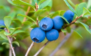 Blueberry