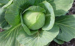 Cabbage