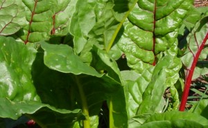 Chard