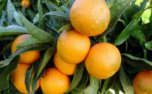 Clementine