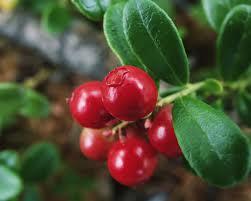 Cranberry