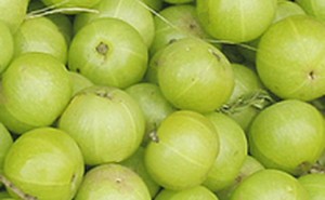 Emblica