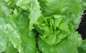 Endive