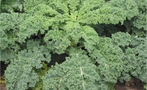 Kale