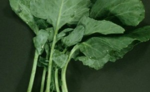 Kohlrabi