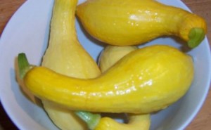 Summer squash