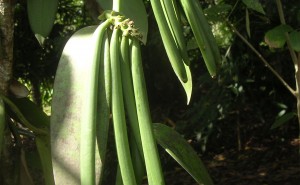 Vanilla