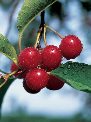 Cherry