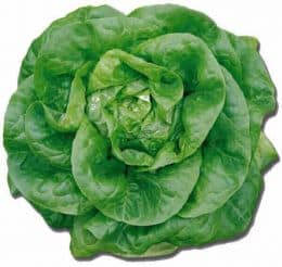 Lettuce Vegetable