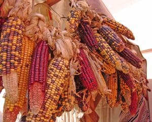 Maize or Corn